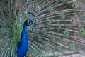 Peacock with bright plumage and feathers on display