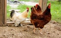 Beautifully Colored Rooster and Two Chickens