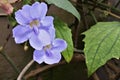 Beautifully colored tropical blue trumpet vine flower thunbergia laurifolia or Laurel Clockvine