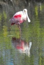 BIRDS- Florida- Close Up of a Colorful Roseate Spoonbill Reflected in a Lake