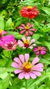 Beautifully Colorful Flowers Zinnia Flower