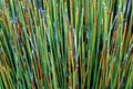 California- Colorful Reeds