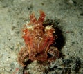 Cuttlefish on night dive