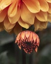 Beautifully composed macro close up image of Dahlia Asterales orange flower with selective focus