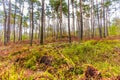 Beautifully coniferous forest with soil-covering plants such as fern and blueberries