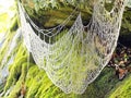 Delicate spiderweb glistening with morning dew on mossy rocks in a serene forest setting at dawn Royalty Free Stock Photo