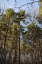 Beautifully curved leafless branches against a blue autumn sky and tall, sunlit pine trees. Vertical photography of a forest.