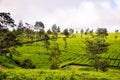 Beautifully Curved Tea Hills