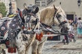 Beautifully decorated horses carrying tourists