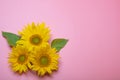 Beautifully decorated still life, mockup on a pink background, three sunflower flowers, there is a place for text, the Royalty Free Stock Photo