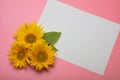 Beautifully decorated still life, mockup on a pink background, three sunflower flowers and a white sheet of paper, there Royalty Free Stock Photo