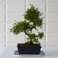 Beautifully decorative bonsai tree in a blue ceramic pot.