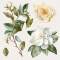 Watercolor Gardenia Floral Clipart. Beautiful watercolor set. Isolated on White Background.