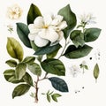 Watercolor Gardenia Floral Clipart. Beautiful watercolor set. Isolated on White Background.