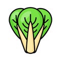 Beautifully designed Bok Choy vector in modern style, ready to use icon