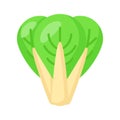 Beautifully designed Bok Choy vector in modern style, ready to use icon