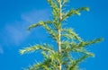 Branches with green-blue needles of a Lebanese cedar