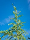 Twigs and needles in the top of a Lebanese cedar Royalty Free Stock Photo