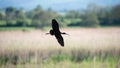 Beautifully detailed image of Glossy Ibis Plegadis Falcinellus in flight over wetlands landscape in Spring Royalty Free Stock Photo