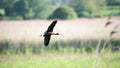 Beautifully detailed image of Glossy Ibis Plegadis Falcinellus in flight over wetlands landscape in Spring Royalty Free Stock Photo
