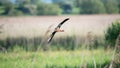 Beautifully detailed image of Glossy Ibis Plegadis Falcinellus in flight over wetlands landscape in Spring Royalty Free Stock Photo