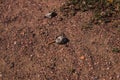 A beautifully detailed pair of stones on the sand