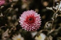 Beautifully detailed pink Chrysanthemum morifolium flower in bloom in the middle of the garden