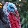 Beautifully detailed turkey with a blue head