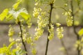 Beautifully developed currant inflorescence with yellow flowers. Royalty Free Stock Photo