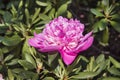 Beautifully developed rhododendron flower on a green background Royalty Free Stock Photo