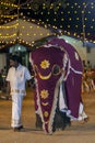 A beautifully dressed young elephant parades through the arena at the Kataragama Festival in Sri Lanka.