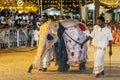 A beautifully dressed young elephant parades through the arena at the Katararagama Festival in Sri Lanka.