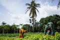 Beautifully Dresses African Housewife harvesting Lettuce Salad From The Village Garden Royalty Free Stock Photo