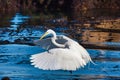 Great white egret landing on the ocen surface. Royalty Free Stock Photo