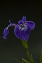 Beautifully elegant wild iris blossom in Dungeon Provincial Park