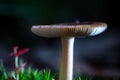 Beautifully exposed wild fresh mushroom in autumn forest