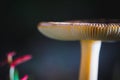 Beautifully exposed wild fresh mushroom in autumn forest