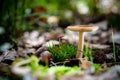 Beautifully exposed wild fresh mushroom in autumn forest