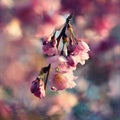 Beautifully flowering spring tree. Cherry blossom sakura in spring time. Colorful nature background Royalty Free Stock Photo