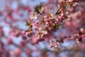 Beautifully flowering spring tree. Colorful nature background in spring time. Sunny day outdoors in nature Royalty Free Stock Photo