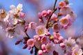 Beautifully flowering spring tree. Colorful nature background in spring time. Sunny day outdoors in nature Royalty Free Stock Photo