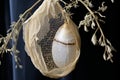 Beautifully formed butterfly cocoon in intricate detail, capturing natures transformation