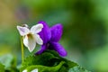 Purple and white flower vial close-up