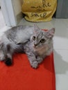 Beautifully groomed female kitten