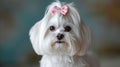 A beautifully groomed white Maltese dog with a pink bow on her head looks at the camera