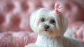 A beautifully groomed white Maltese dog with a pink bow on her head looks at the camera