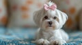 A beautifully groomed white Maltese dog with a pink bow on her head looks at the camera