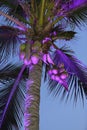 Beautifully highlighted palm tree