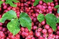 Beautifully laid out bunches of grapes with leaves. The beautiful background. Royalty Free Stock Photo