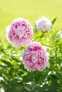 Beautifully landscaped garden. Peonies blossom Royalty Free Stock Photo
